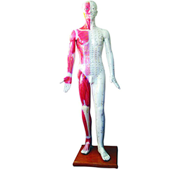  DM-P6702 人体针灸模型   