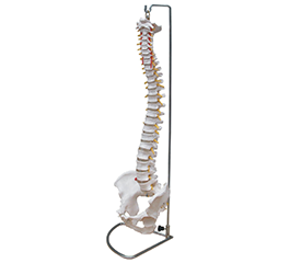  DM-SK1104 脊椎带骨盆模型（可弯曲）  