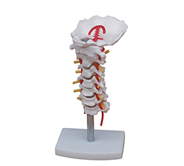 DM-SK1107 颈椎带颈动脉模型   